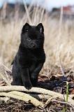 SCHIPPERKE 812